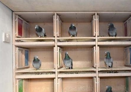 ��Ҹ���ÿƽ�������ٸ룿