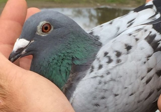 ��ϧ�ָ��ʹ������