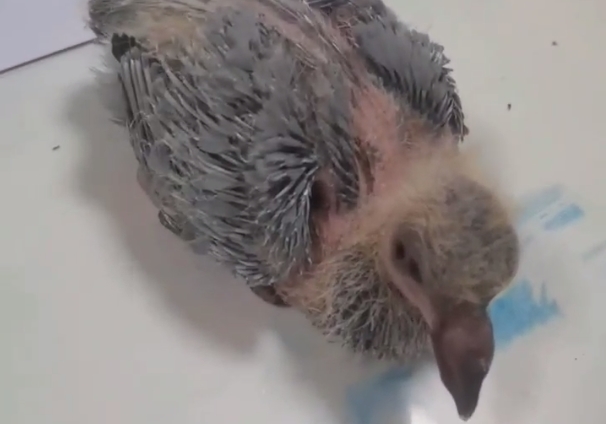 60�������������ս�رȻ���С�׸�