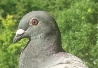 ����� ���ݷ���δ֪Ѫͳ���ָ����