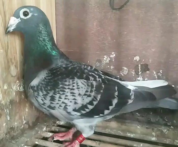 �ƽ��ִơ�����Ů��860��