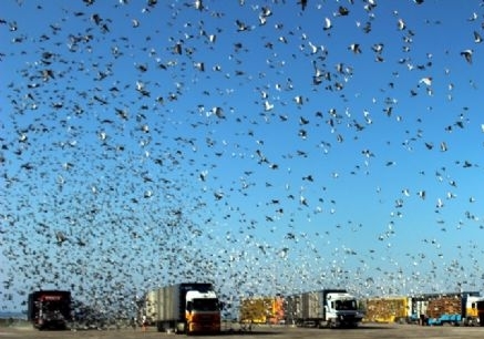 百羽赛鸽分速超1300 贵州秋特比山区开飞