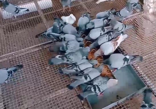 �������Ҫ��