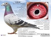 ���������������빫��Ӯ��ʮ����