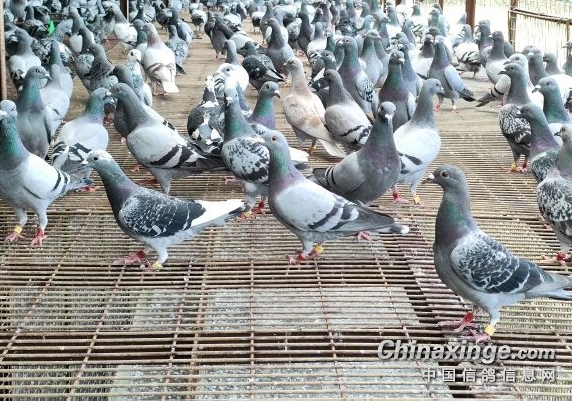 ���ֵ�����