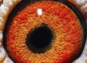 ������ɰ��զ�����＾�������������