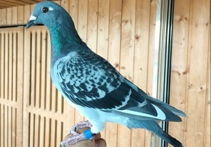 Ѫͳ���ͳɼ���