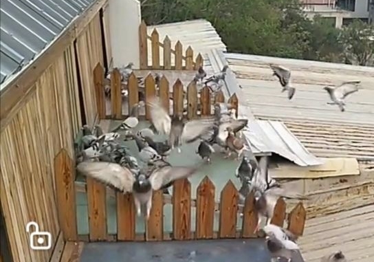 ӥϮ��Ⱦ������� �����۵���������