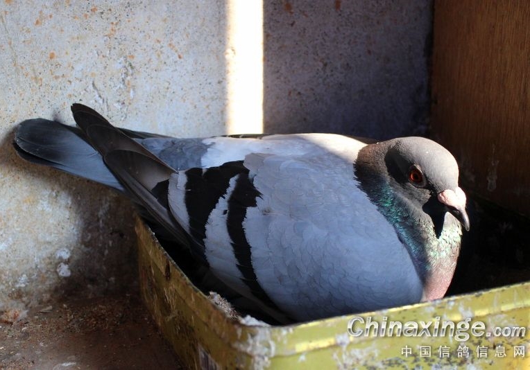 �����ڶ಻�ھ���