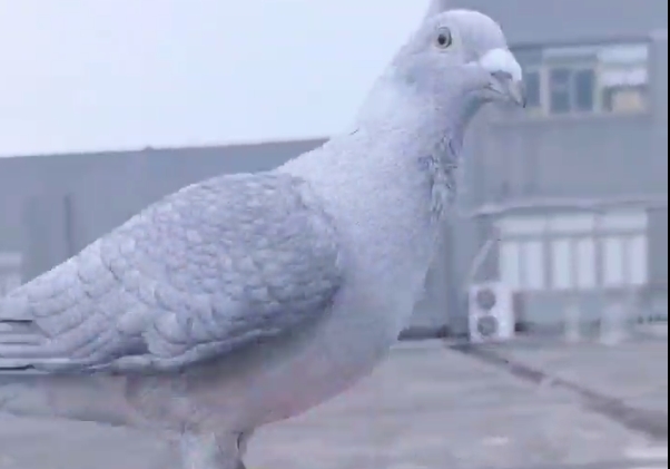 ��ˮī���ࡱɫ������ �������