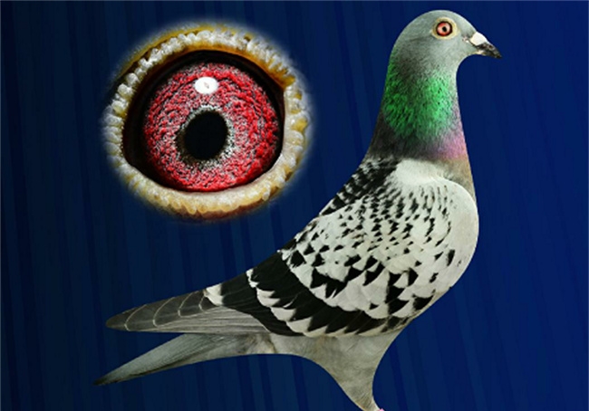 Ǫ�����ֱ��112����������λ