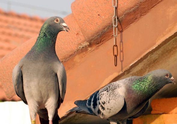 Ϊ�ɼ���Ϊ�Ŵ���