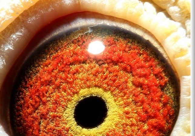 ������ɰ�� ��������