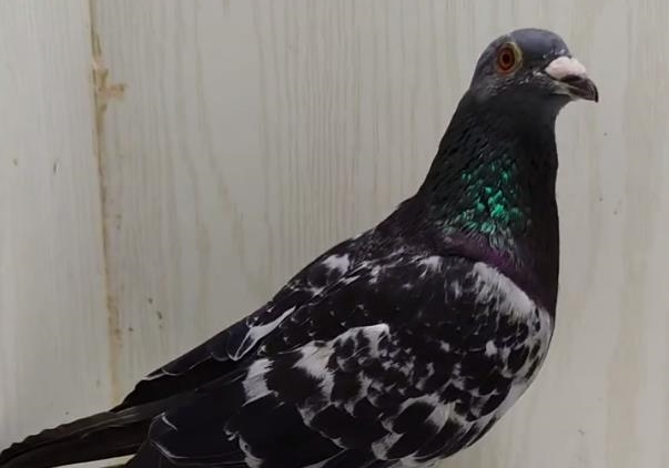 ��������һ�꾹�ӹ��ݷɻ����� �վ೬1500����