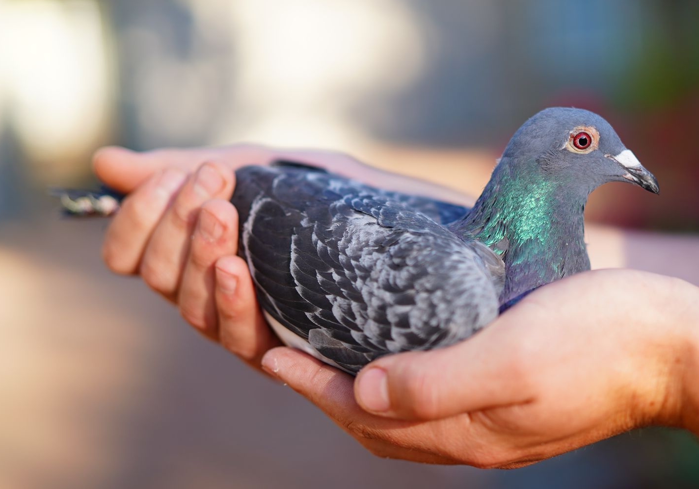 ʲô��Ѫͳ��