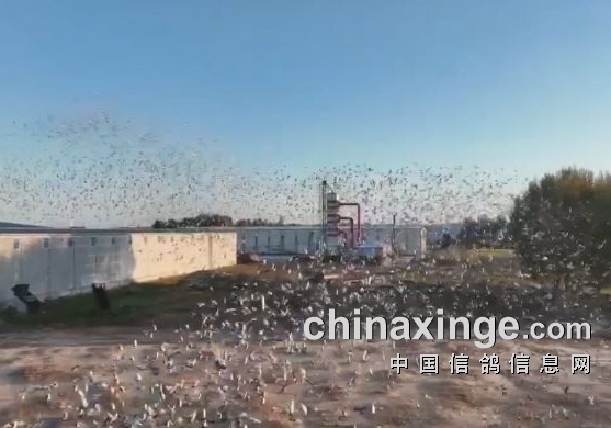 ���ٸ߹鳲�� �컪�����ʸ������