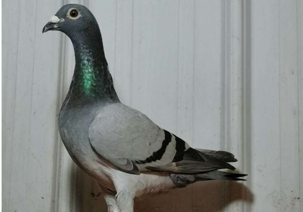 ��ɰ��δ��䣿