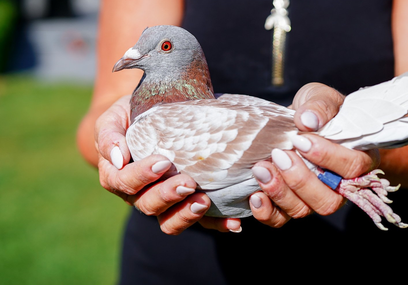 �����ѣ��ɼ���vs��Ѫ��