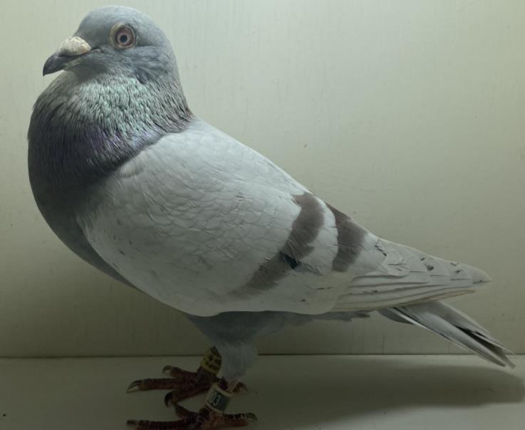 �����ʺ�����003 ��������ٶȿ�