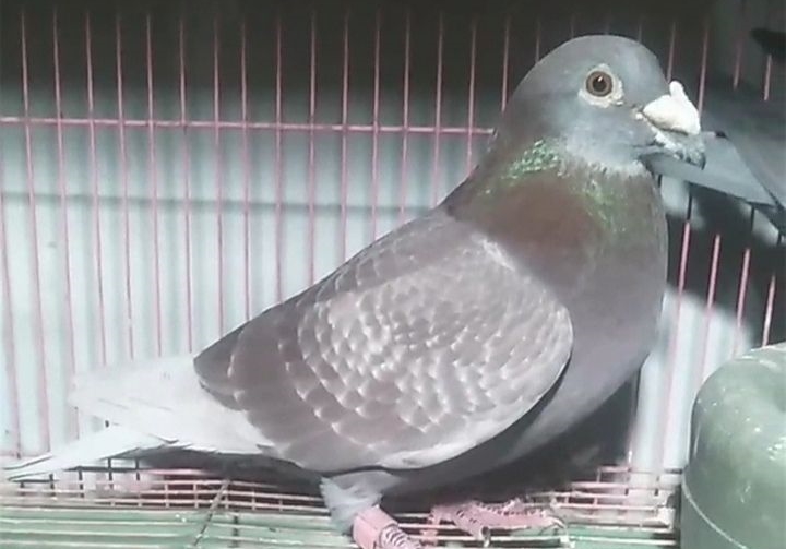 ѵ���ڼ� ��Ҫ������������