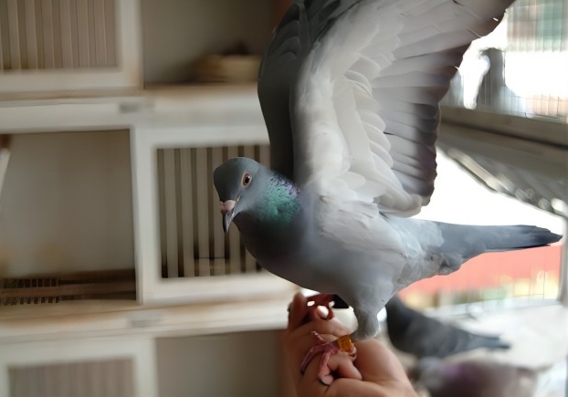 �Ѹ������� �ñ���˵ȥ��