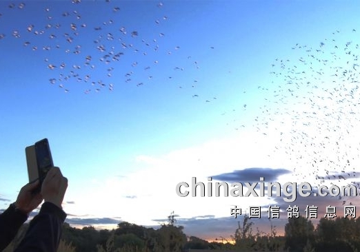 ��ѿ���������