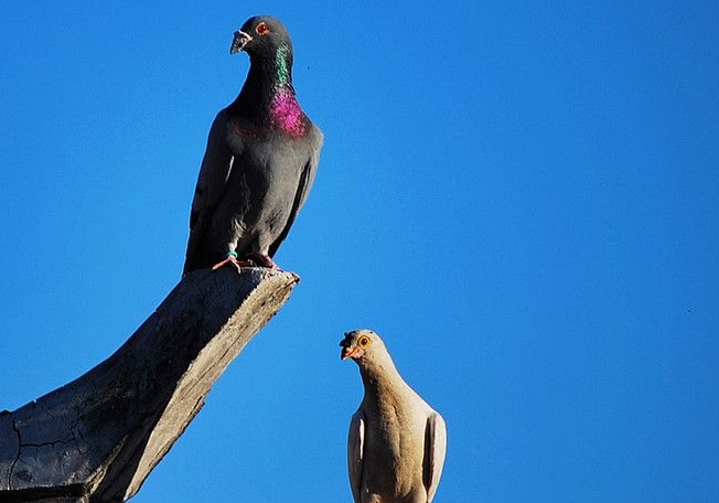 ����Ϊ�ηɵúã�