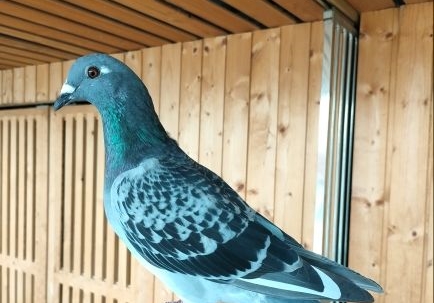 �ָ�һ��Ҫ�гɼ���