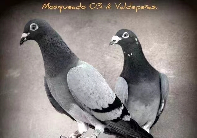 ������ʵ�����ˣ�Ѫͳ����߲����������е���