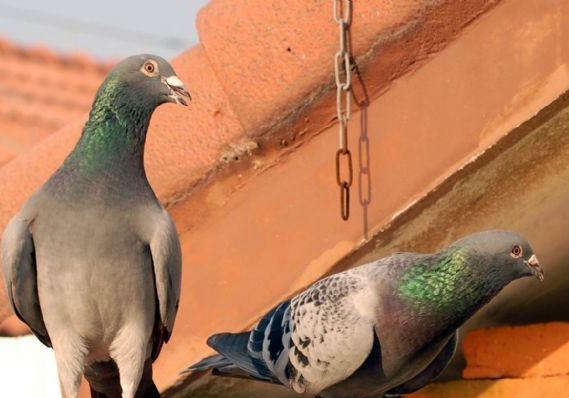 �����ٸ�