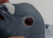 ������ͬ�� ֱ��500����˫˫��