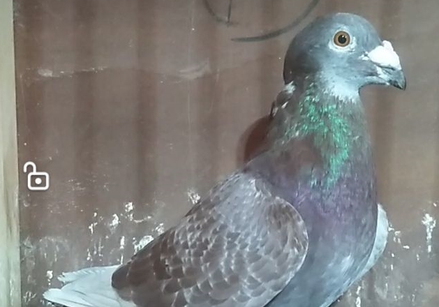 ��������