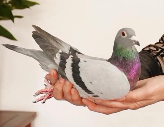 ����ɳ��һ��ĸ��Ȩ��Ů�ɡ�