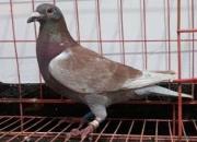 �������ڻ������� ����զ����