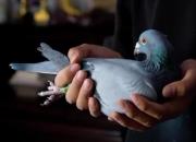 ���عھ�֮�����Ǳ�³���