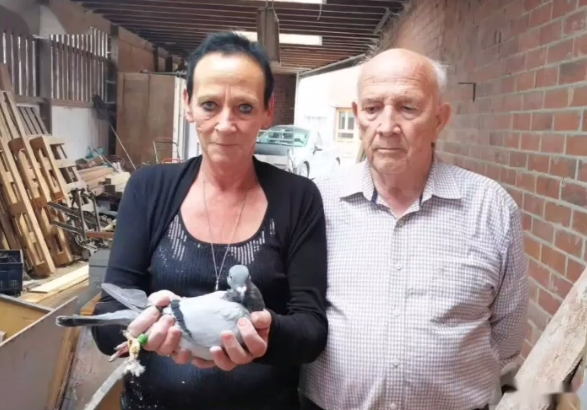 ����绨ľ�������� ���۷ɸ��Ż�Ѽ�