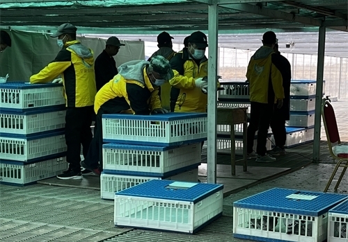 ��Ӯ�����ʸ���95%�鳲�ʿ��ź죡