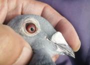 ����ͬ����ĸ��Ƹ��� ���ǽ�����