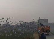 �鳲���� �人�𵺹������������