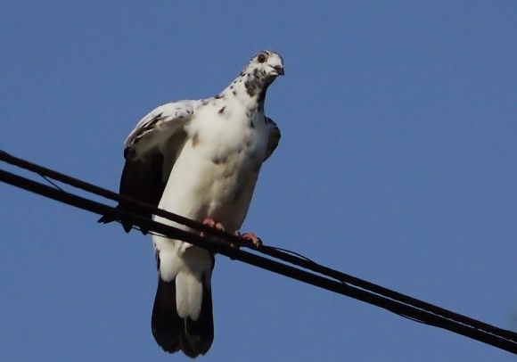 �������� ���ŷɶ�?