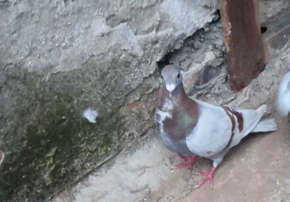 �ָ벻һ��Ҫ��