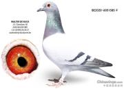 ��Ѫ��ǳ�������������ظ�