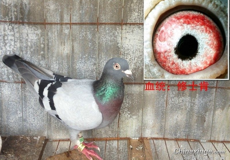 һ·��ʿ����ʮ�� �ϱ��߾�����