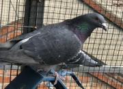 �ϲ���x�������ܷ����Ĵ� ���깫�����