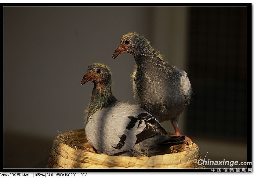 �����һ��������