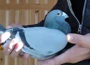 �����������Ҷ��ɵú� 80%�ǳ�����