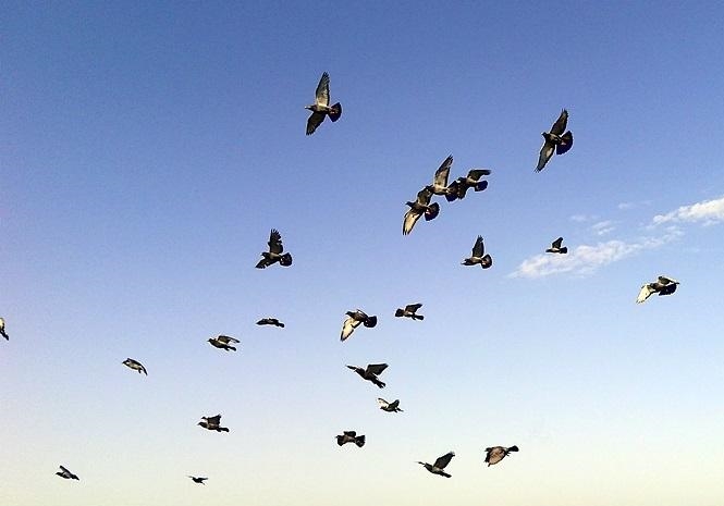 �Ҹ벻Ӯ��ħ�䡱���� ��ǰ�ϰ���