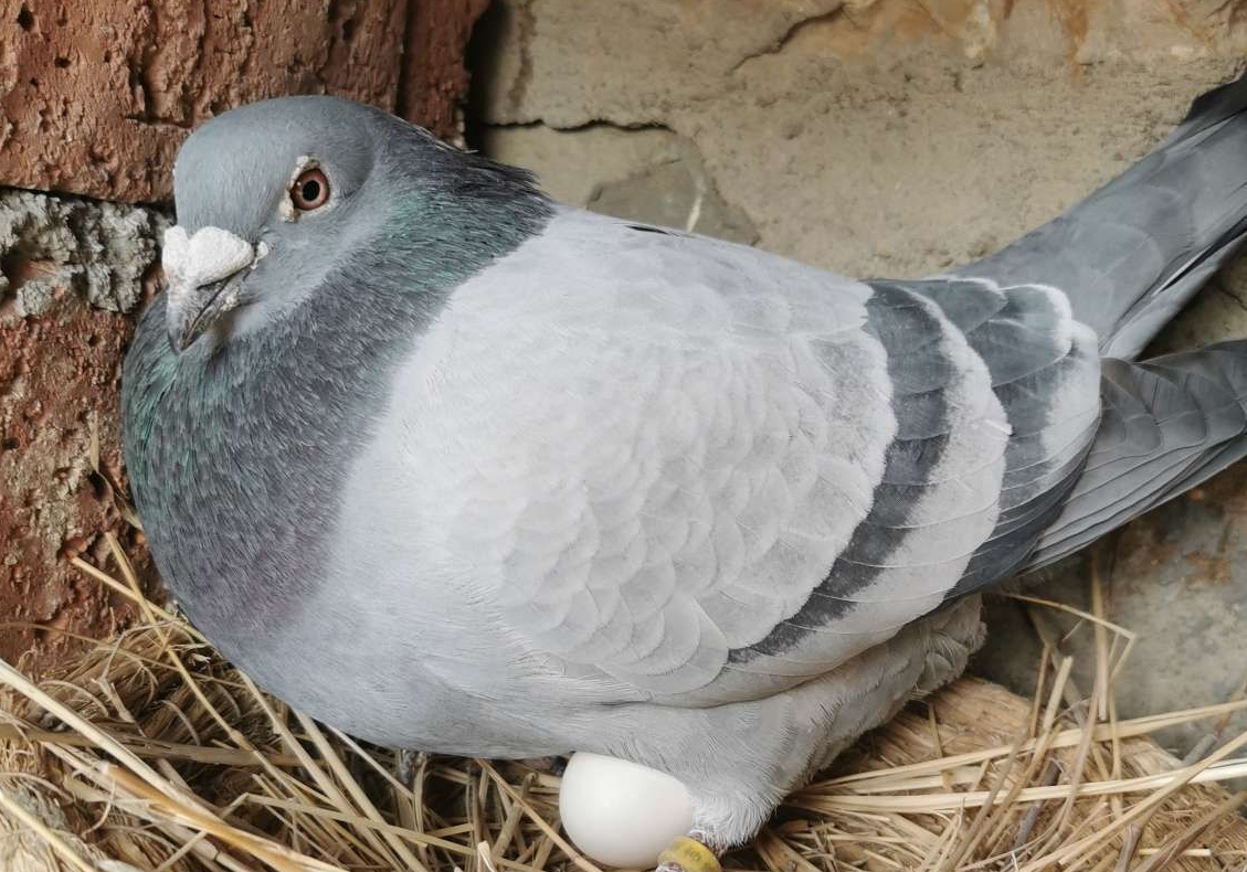 ��ķ������