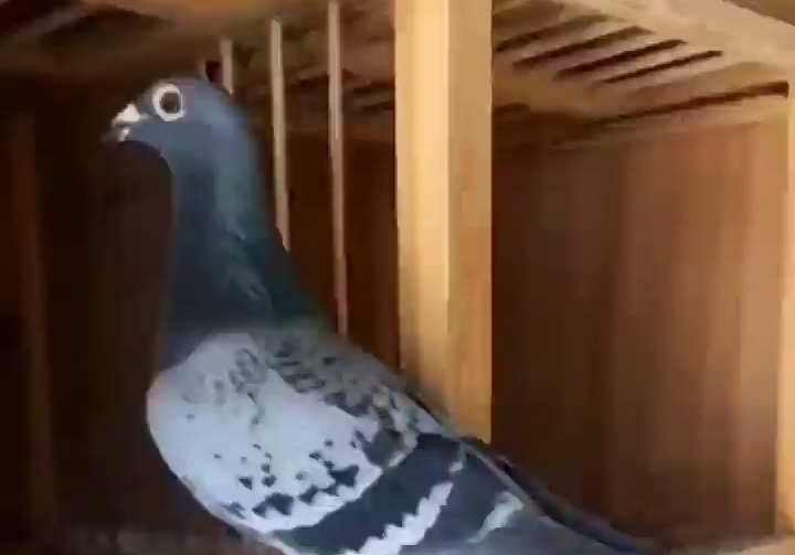 ��Щ�����鳲�����ּ�ֵ�ߣ�