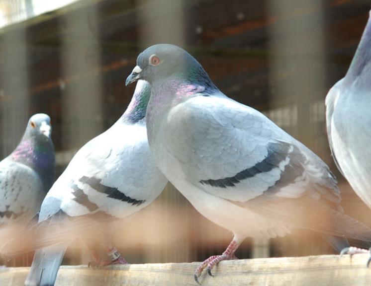 ���Ǹ���������